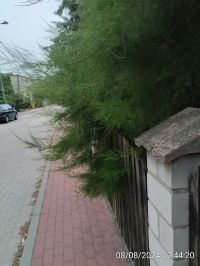 IMG_20240808_074420